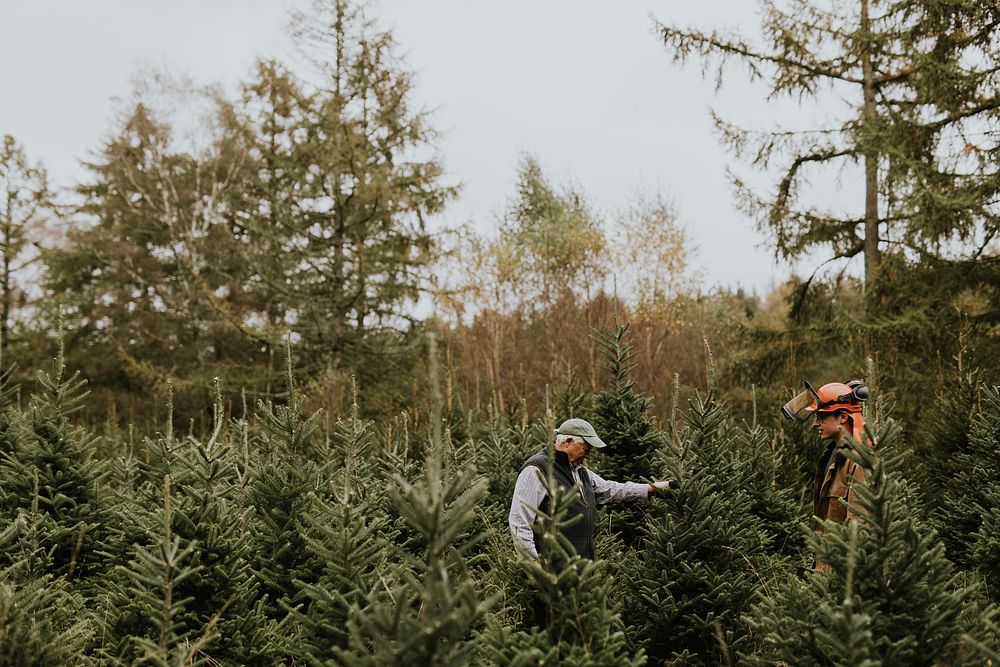 Man showing how he trim a Christmas tree to another man at a Christmas tree shop 