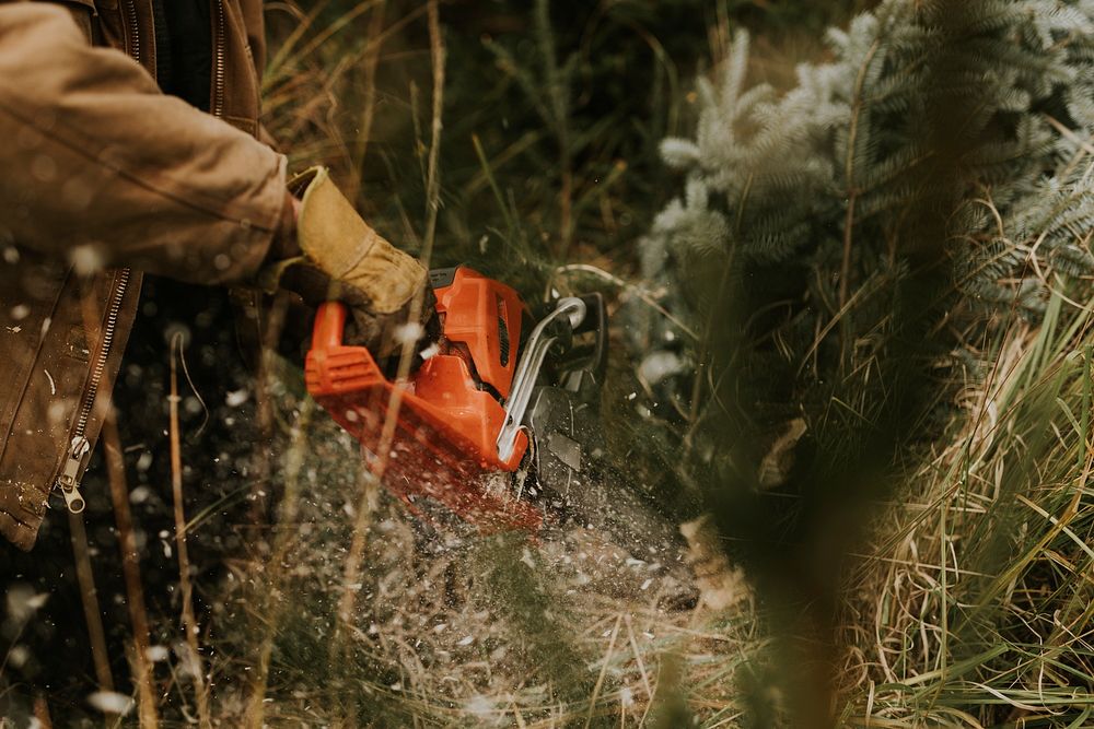 Man sawing a Christmas tree for home at a Christmas tree farm 