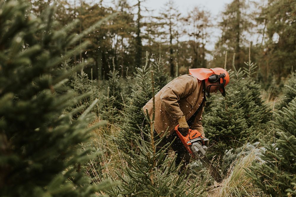 Man sawing a Christmas tree for home at a Christmas tree farm 
