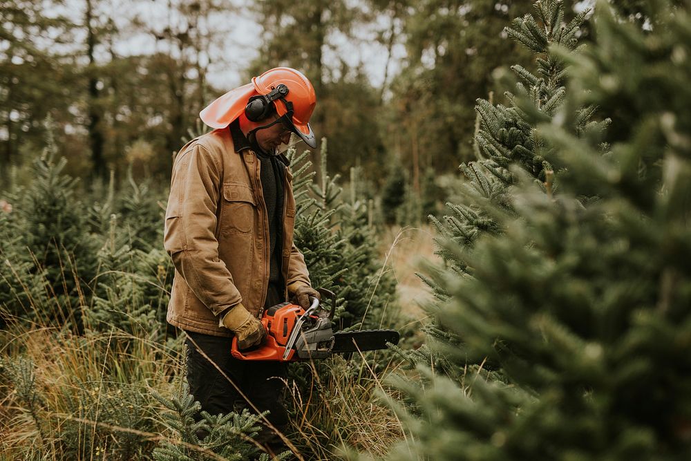 Man sawing a Christmas tree for home at a Christmas tree farm 