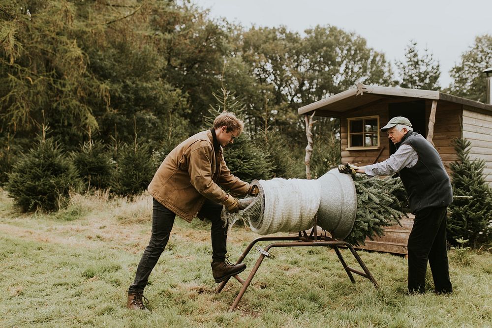 People wrapping a Christmas tree using the tube machine at a Christmas tree farm 