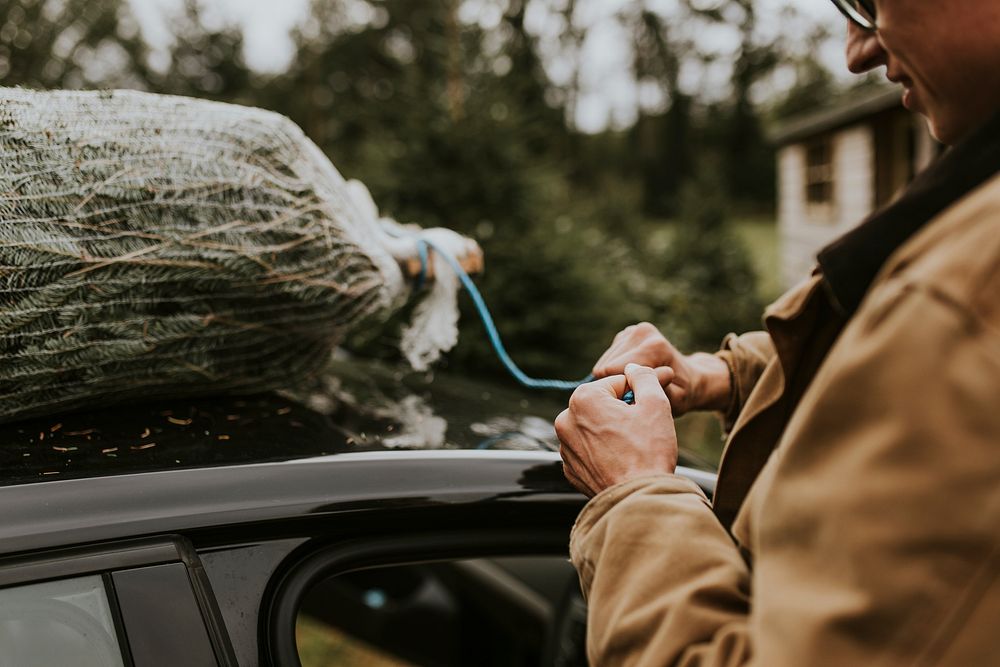 Man tying his Christmas tree on the car roof