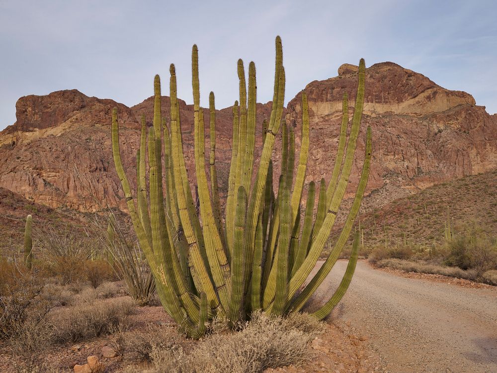 Clumps of spear-like cacti that give the park its name within Organ Pipe Cactus National Monument, a 517-square-mile reserve…