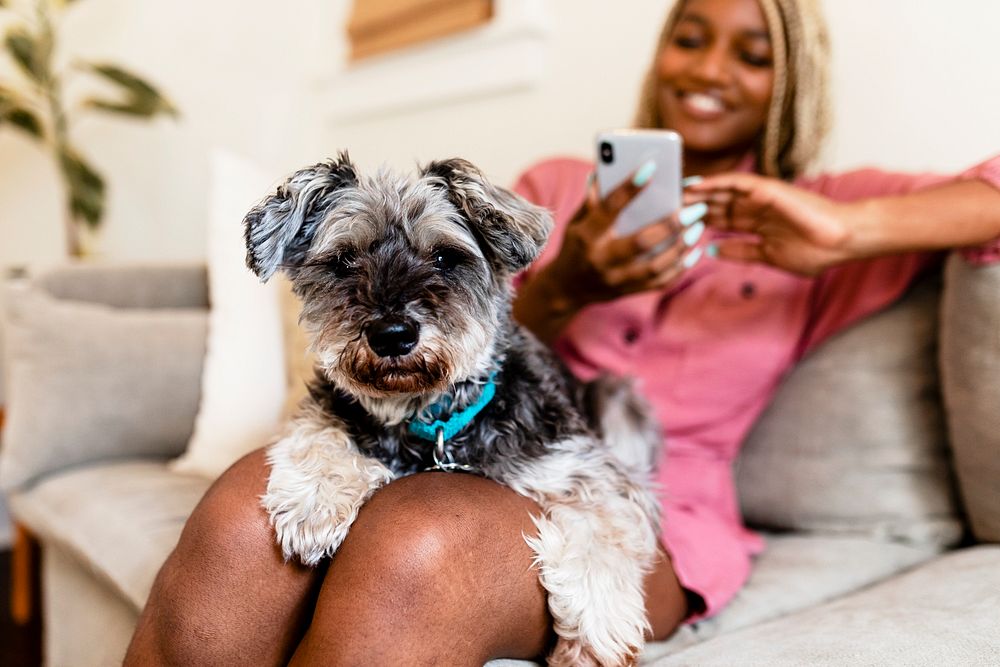 Cute Schanuzer dog sitting on woman's lap