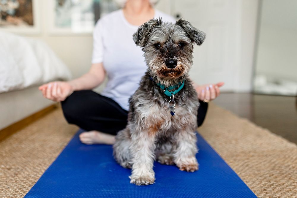 Scnauzer dog sitting on yoga mat with owner meditating at home
