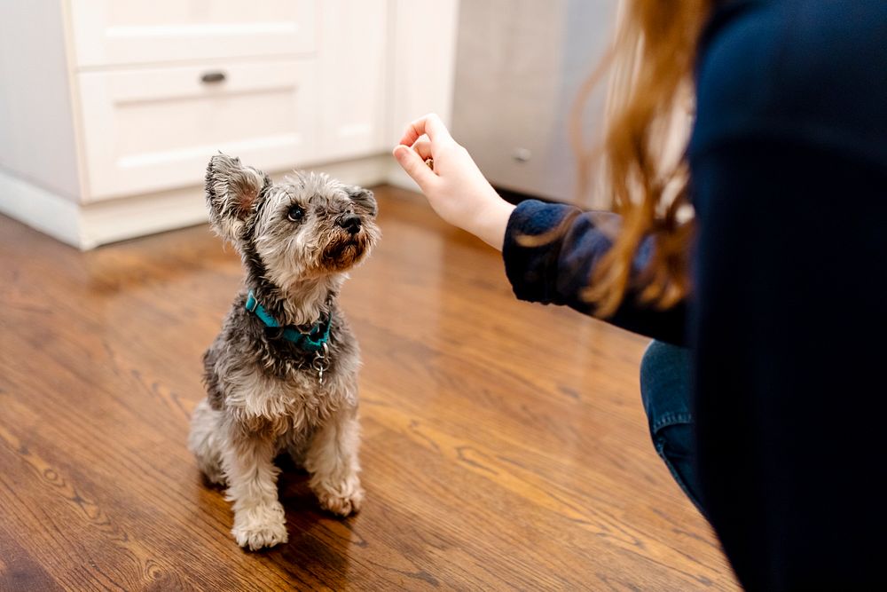 Woman feeding snacks to her dog in the kitchen, Miniature Schnauzer breed