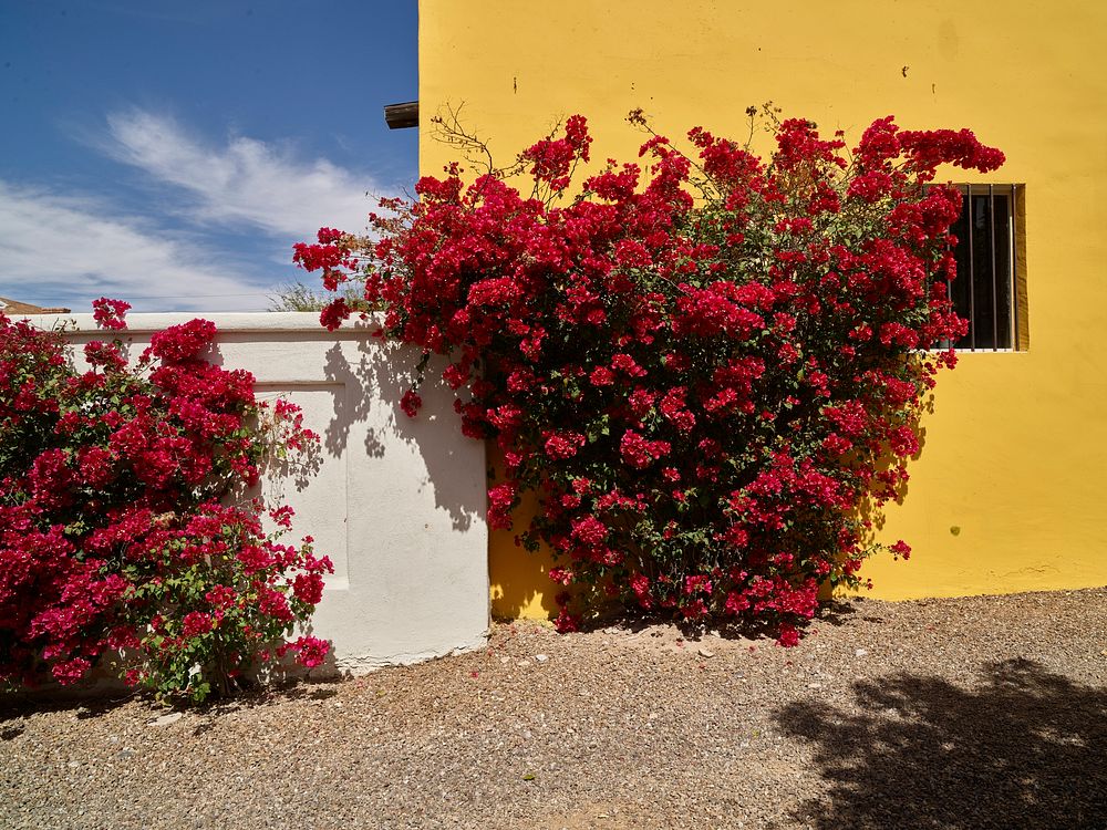Bougainvillea explode with color outside this Tucson, Arizona, cottage, which, like many modest homes in town, turn mundane…