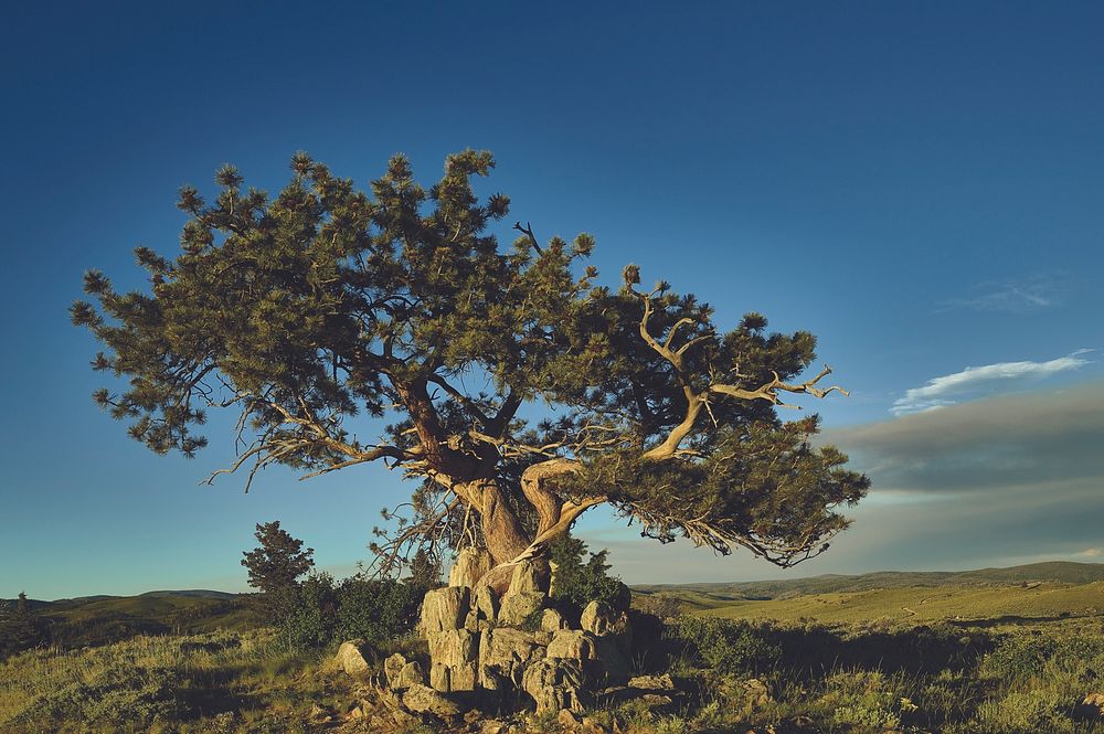 This ponderosa pine is a venerated object at the A Bar A guest ranch, near Riverside in Carbon County, Wyoming.