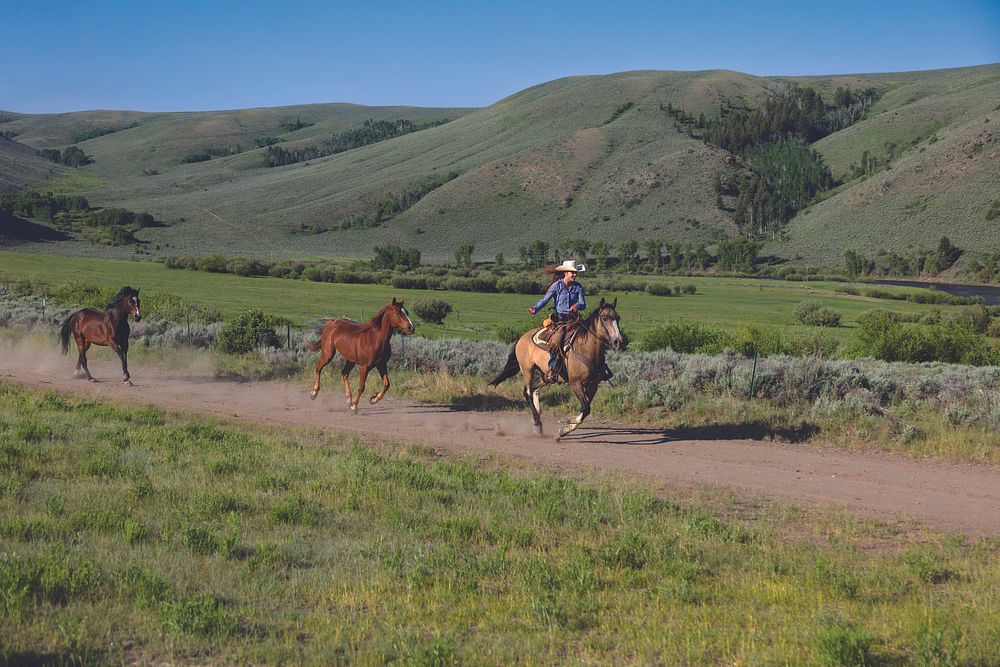 A cowgirl leads the daily "jingle" -- or roundup of horses -- at the A Bar A guest ranch near Riverside, Wyoming.