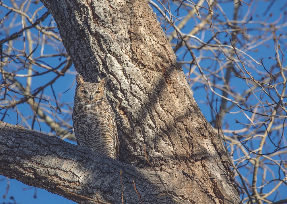 A great horned owl has asserted permanent visiting rights to a tree above the ranch headquarters at the Big Creek cattle…