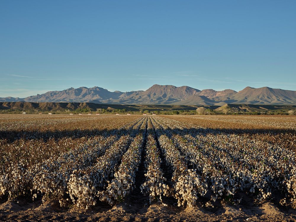 Cotton field near Safford in eastern Arizona. Original image from Carol M. Highsmith&rsquo;s America, Library of Congress…