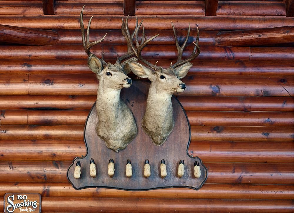 An unusual double deer trophy hangs in the Round Room at the A Bar A guest ranch, near Riverside in Carbon County, Wyoming.