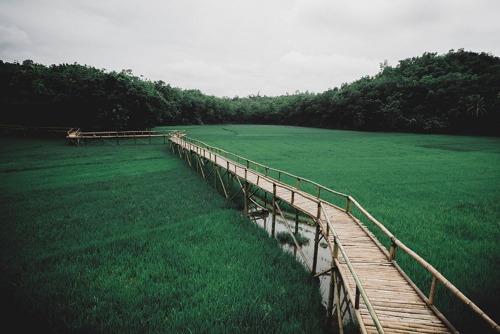 Rice fields in Mangunan Yogyakarta, Indonesia