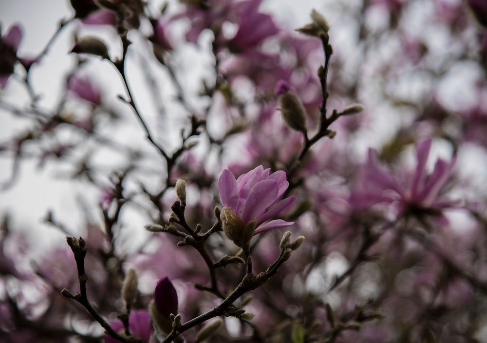 Pink blossoms in a cloudy day