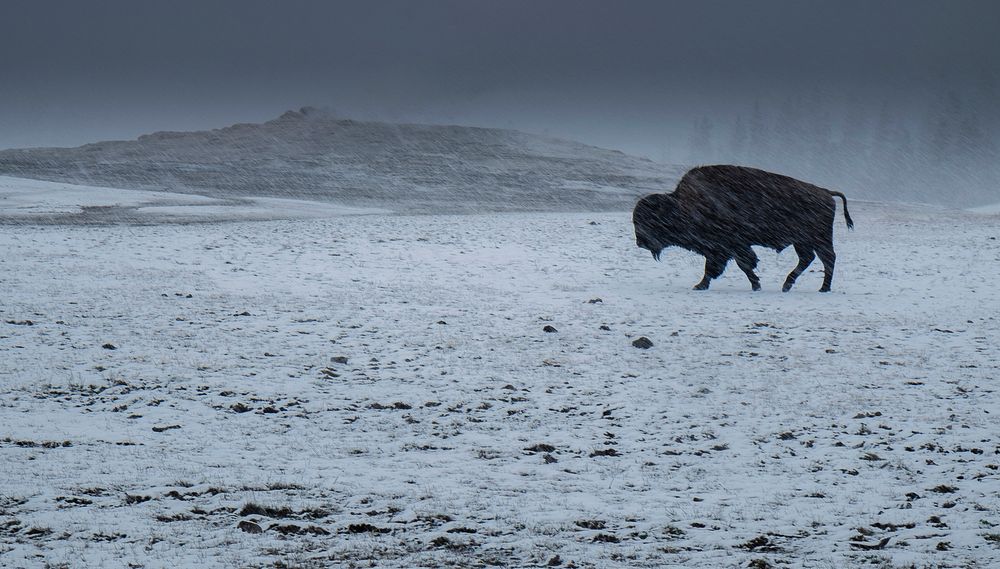 Lonely American Bison roaming in the wild
