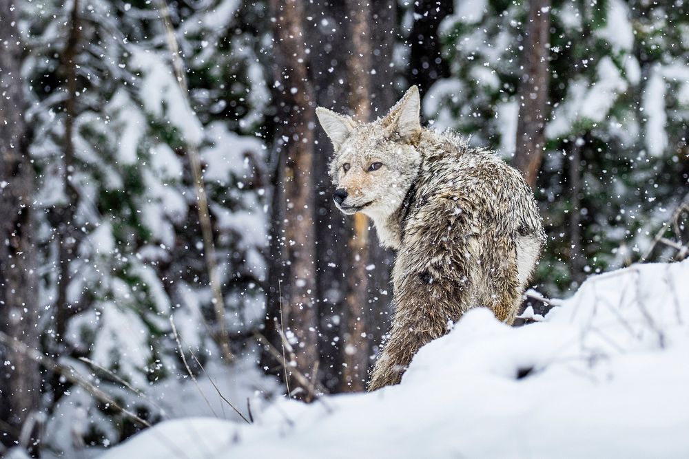 Coyote in a snowy Yellowstone National Park, North America