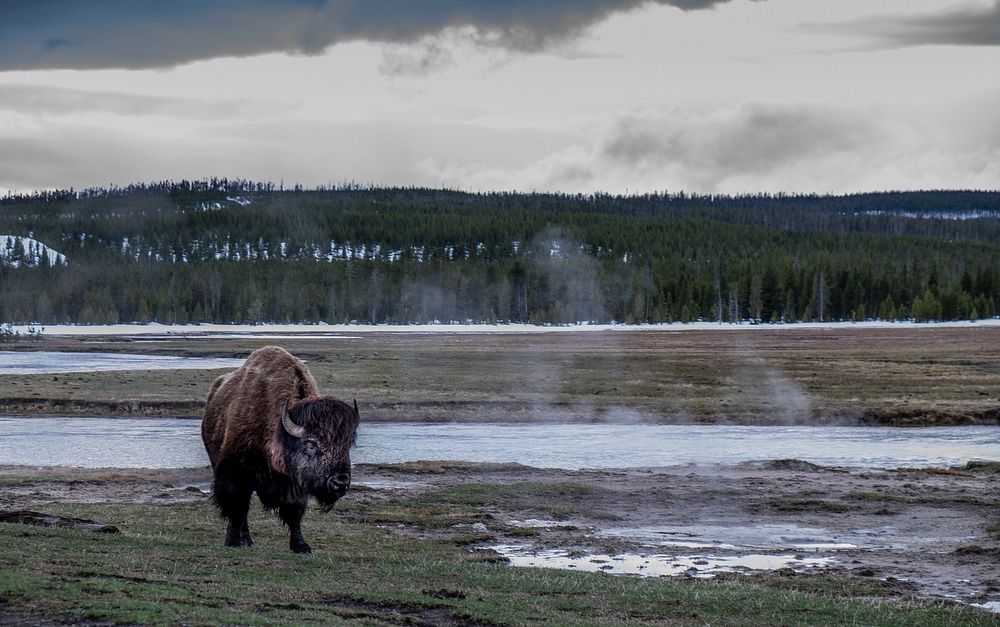 Lonely American Bison roaming in the wild