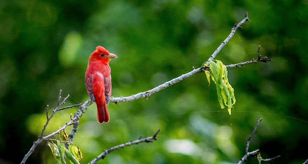 Summer Tanager bird sitting on a branch