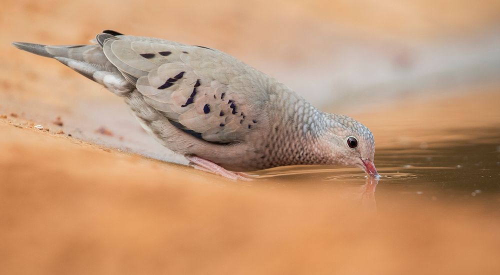Common Ground Dove sipping water from a puddle