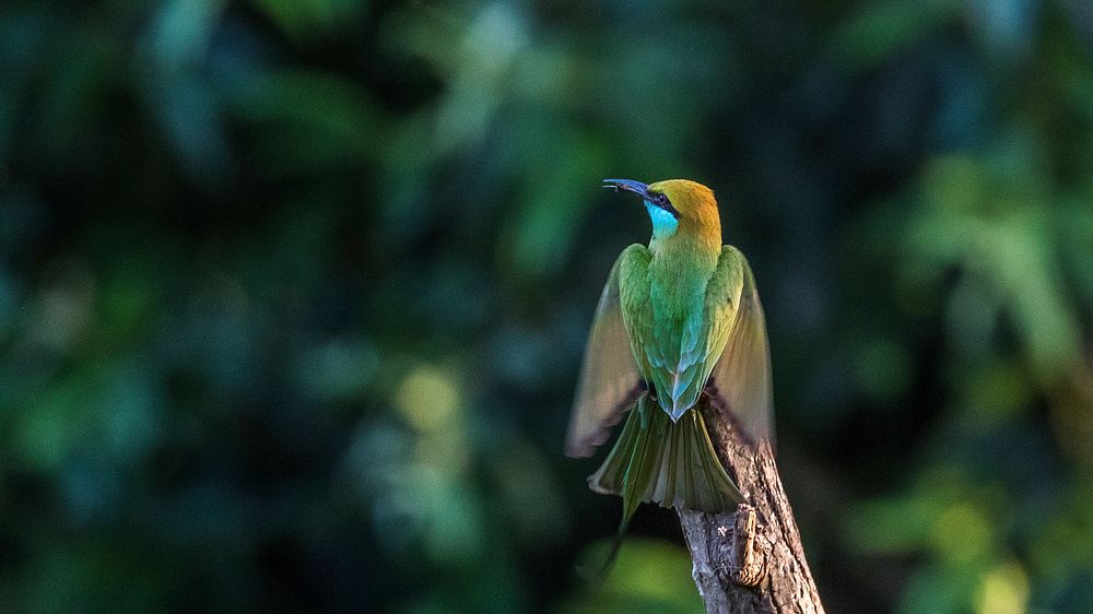 Green Bee-Eater sitting on a branch