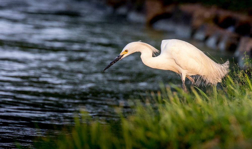 Grate and Cattle Egret bird by a lake