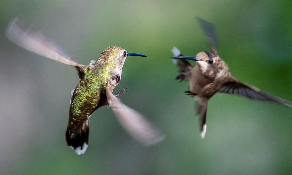 Two Hummingbirds fighting in mid air