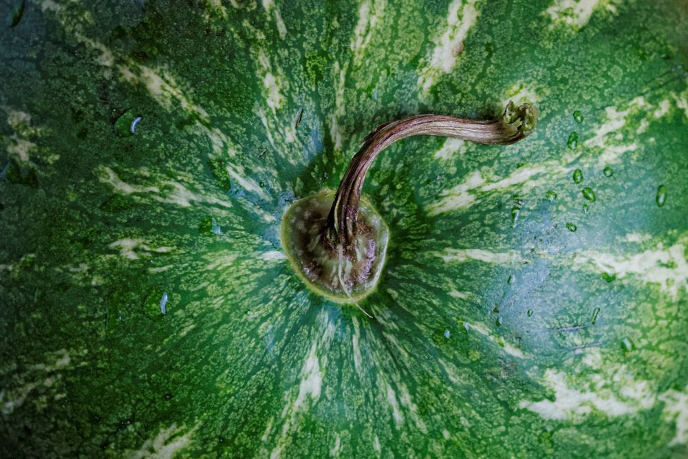 Close up of a large watermelon