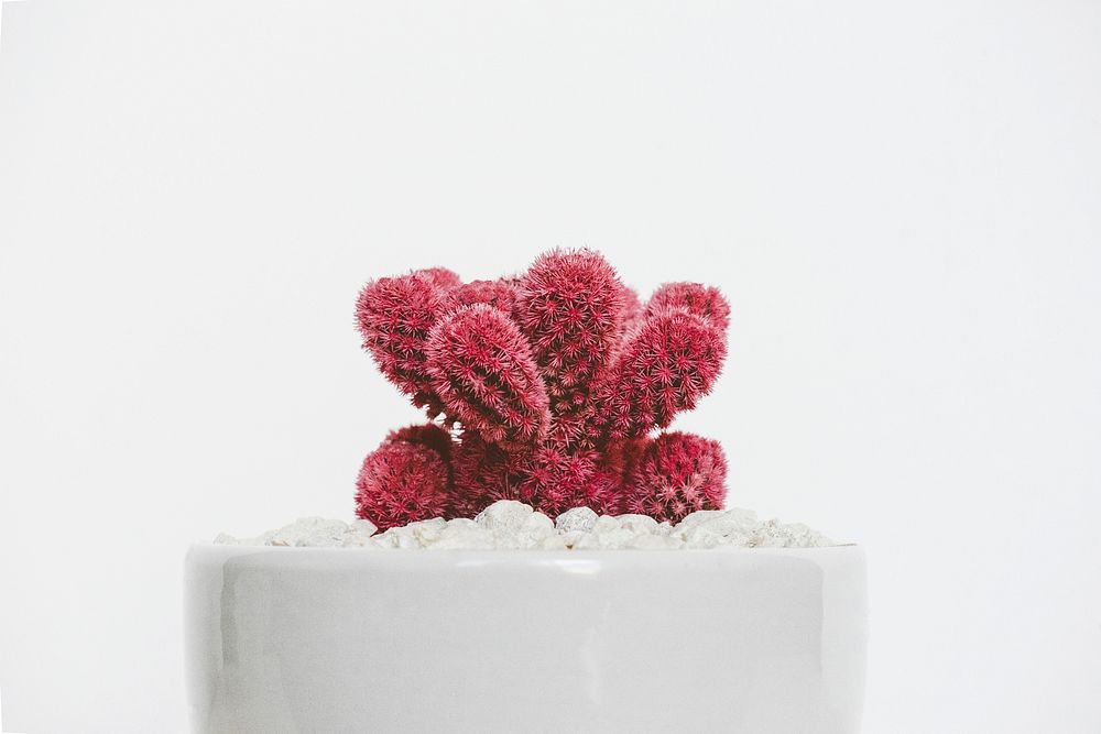 Close up of a pink cactus