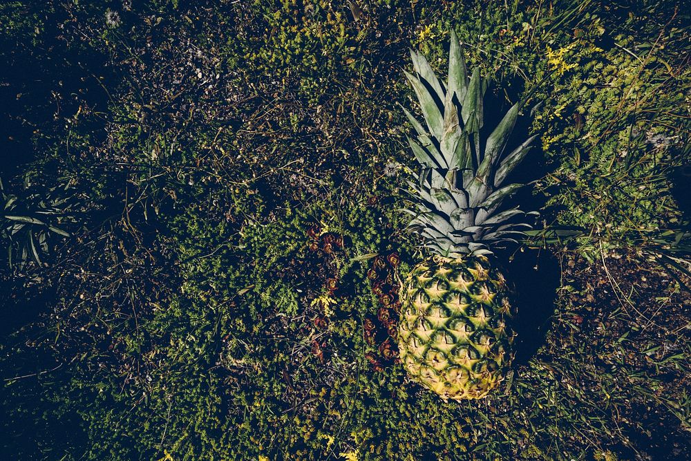 Tropical pineapple on a green lawn