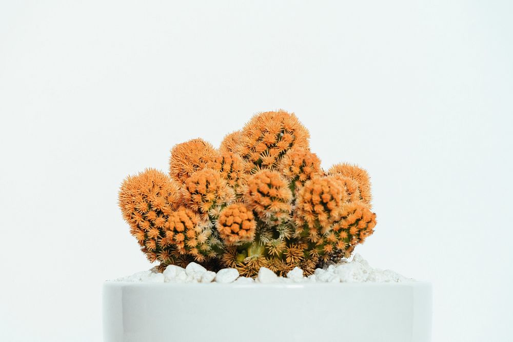 Close up of an orange cactus