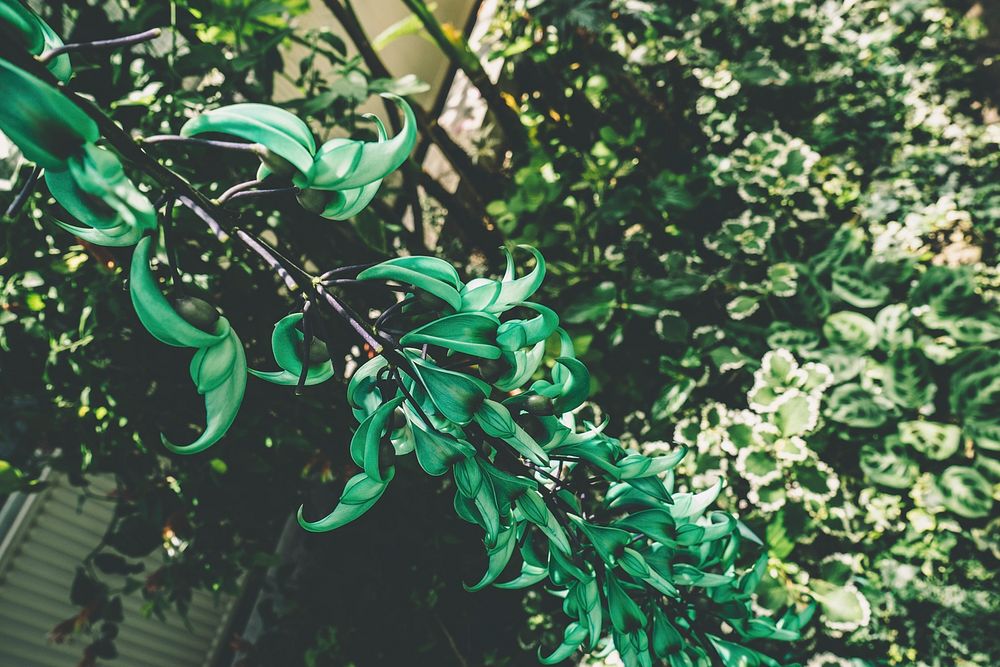 Plants at Royal Botanical Gardens, Burlington, Canada