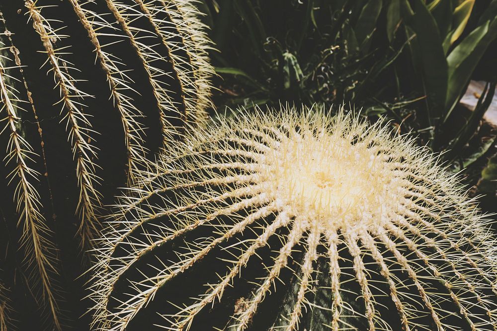 Cactus at Royal Botanical Gardens, Burlington, Canada