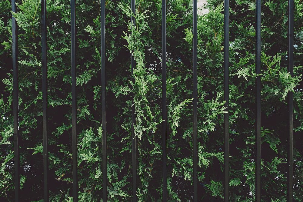 Green bush by a black fence