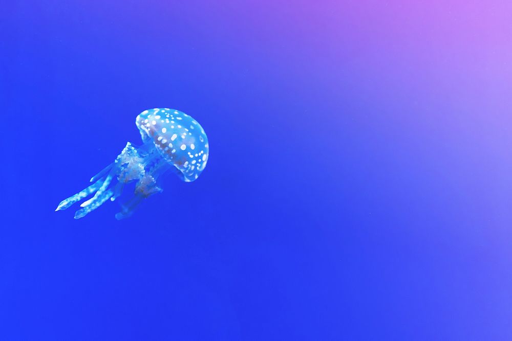 Jellyfish in the deep blue sea