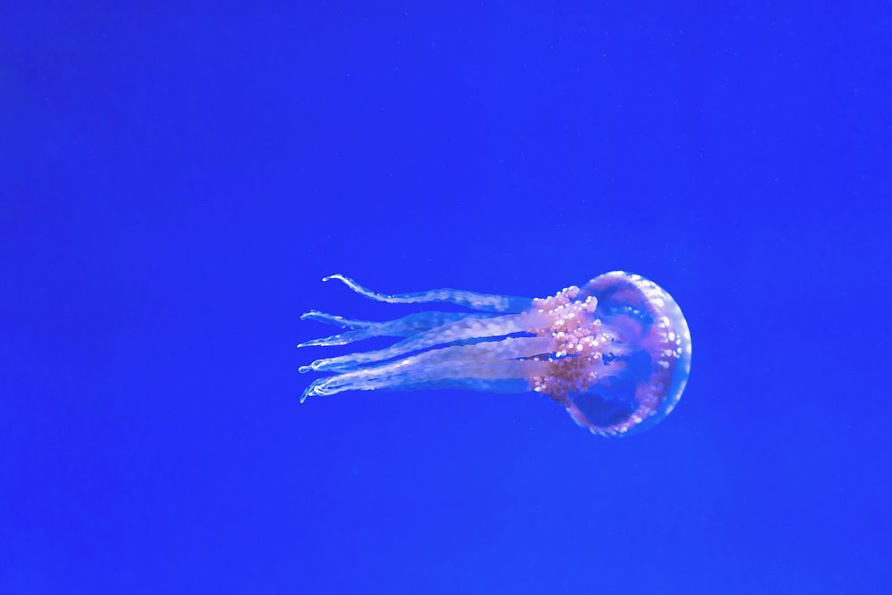 Jellyfish in the deep blue sea