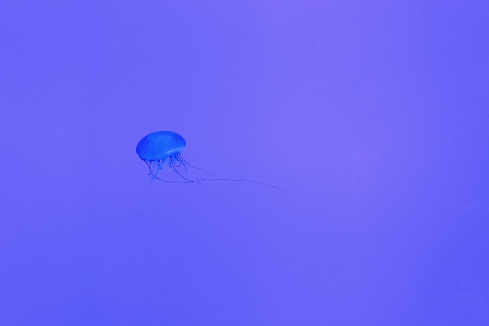 Jellyfish in the deep blue sea