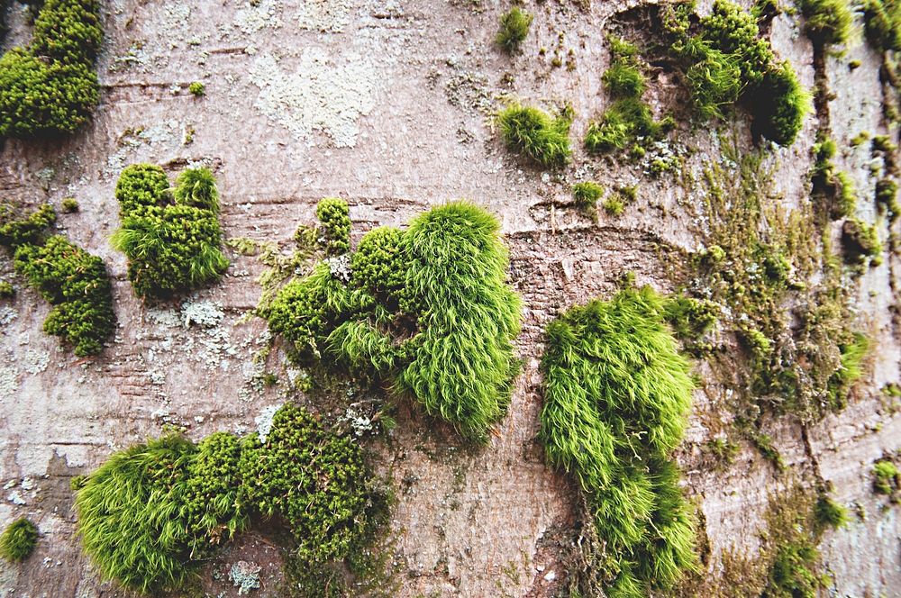 Moss on a tree at Royal Botanical Gardens, Burlington, Canada