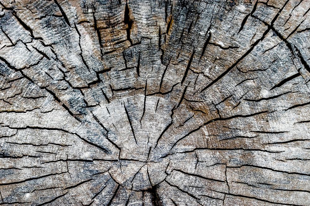 Close up of old and dried tree stump