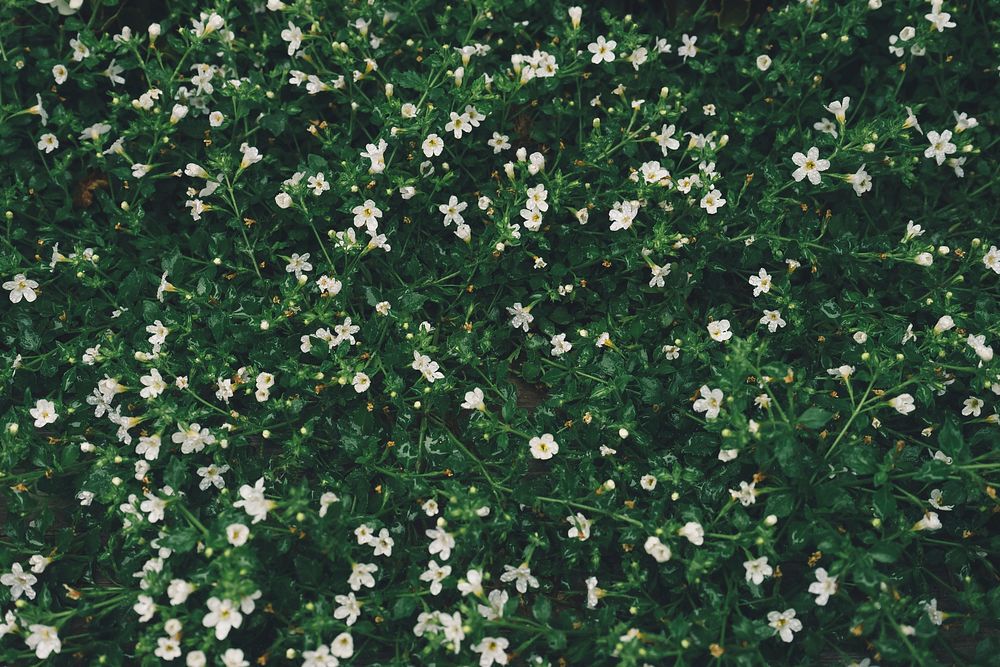 Small white wildflowers background