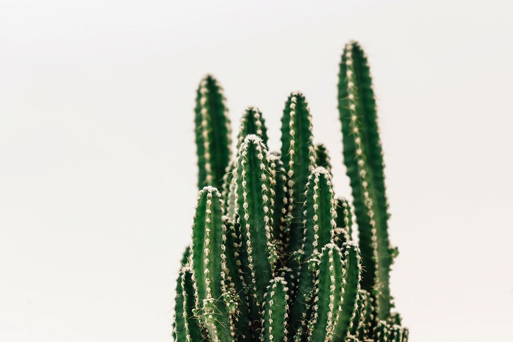 Close up of a small cactus