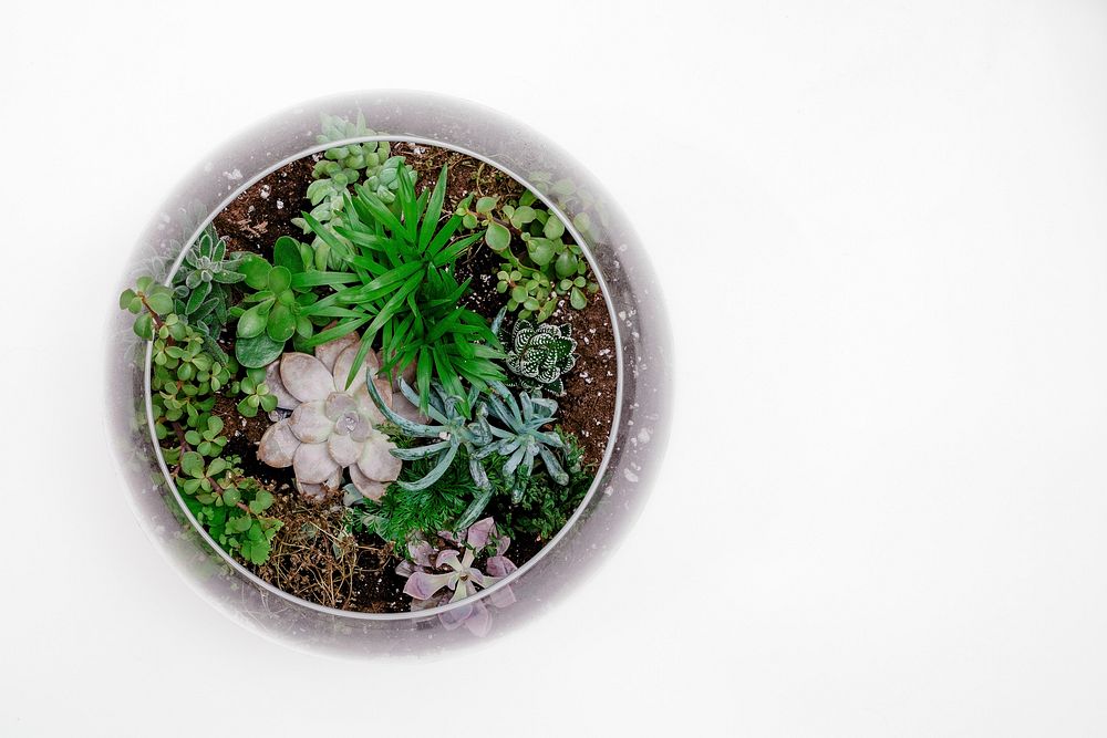 Homemade terrarium with cacti and succulent