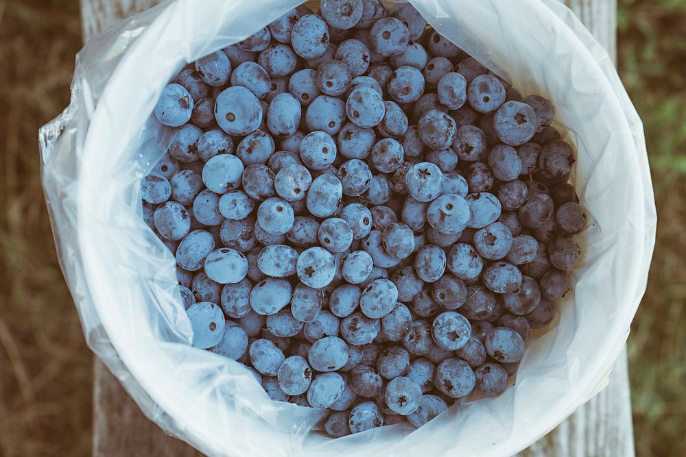 Large bag full of blueberries