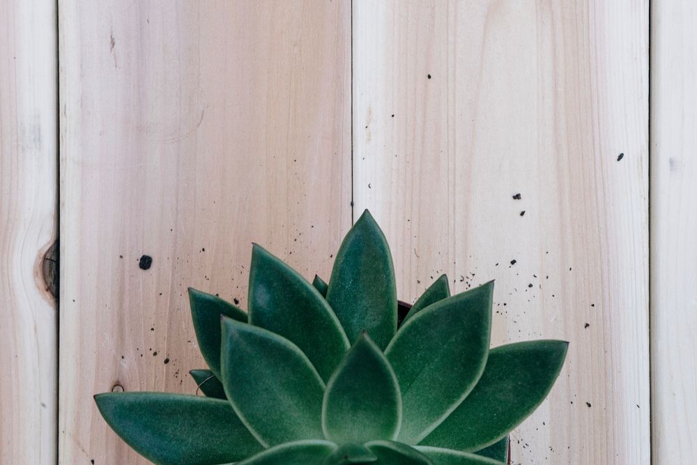 Aerial view of succulent on a wooden table