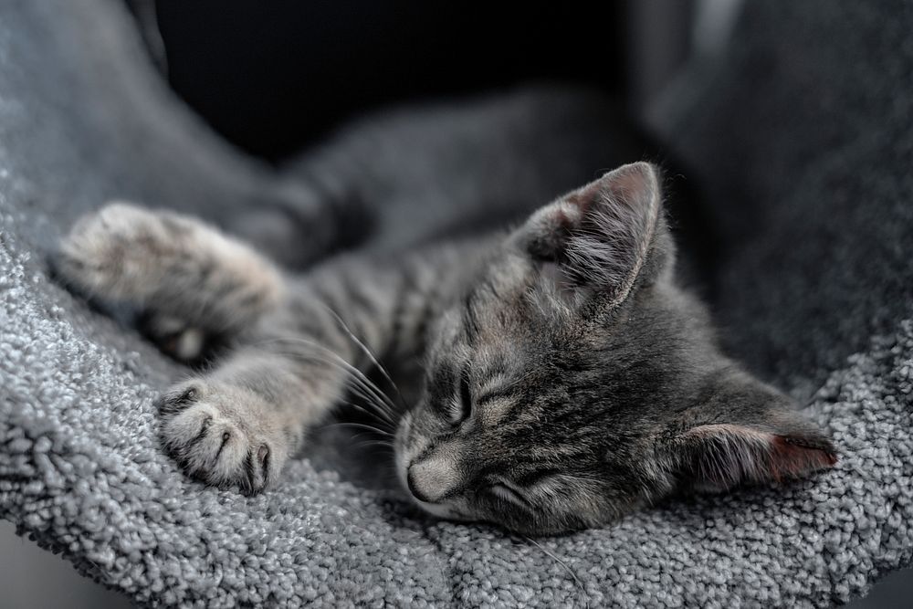Cute gray kitten sleeping soundly