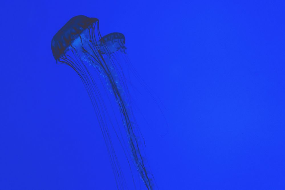 Jellyfish in the deep blue sea