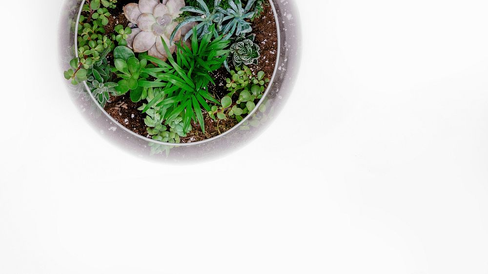 Aerial view of small plants in pot on white background