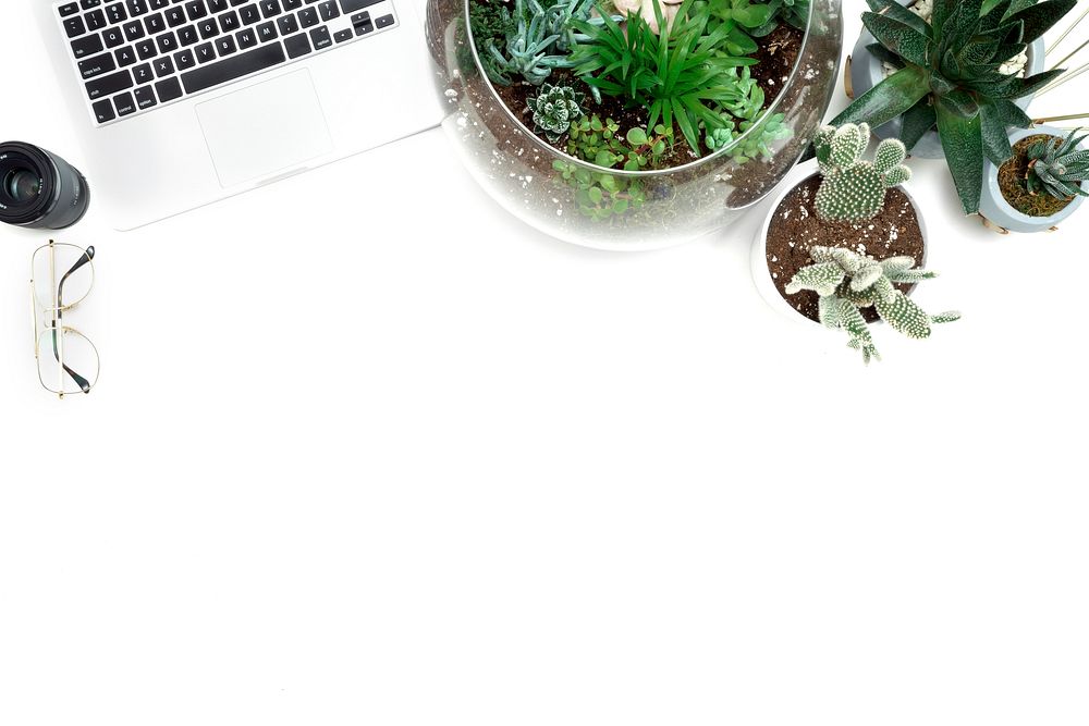 Aerial view of small plants in pot on white background