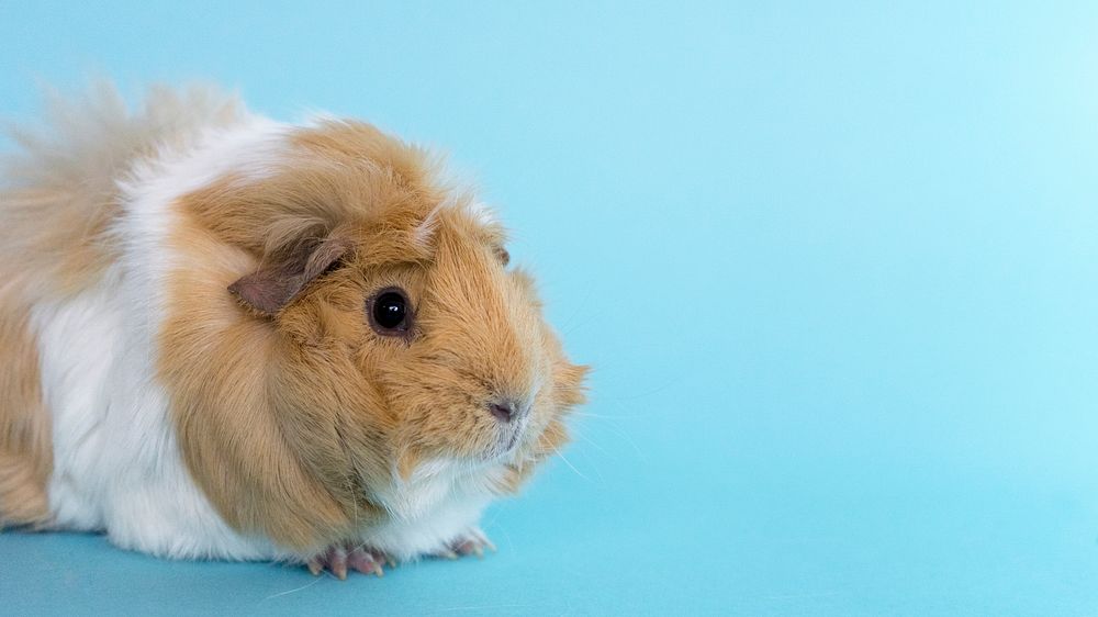A guinea pig on blue background