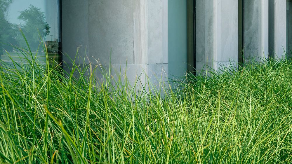Grass growing outside a modern building