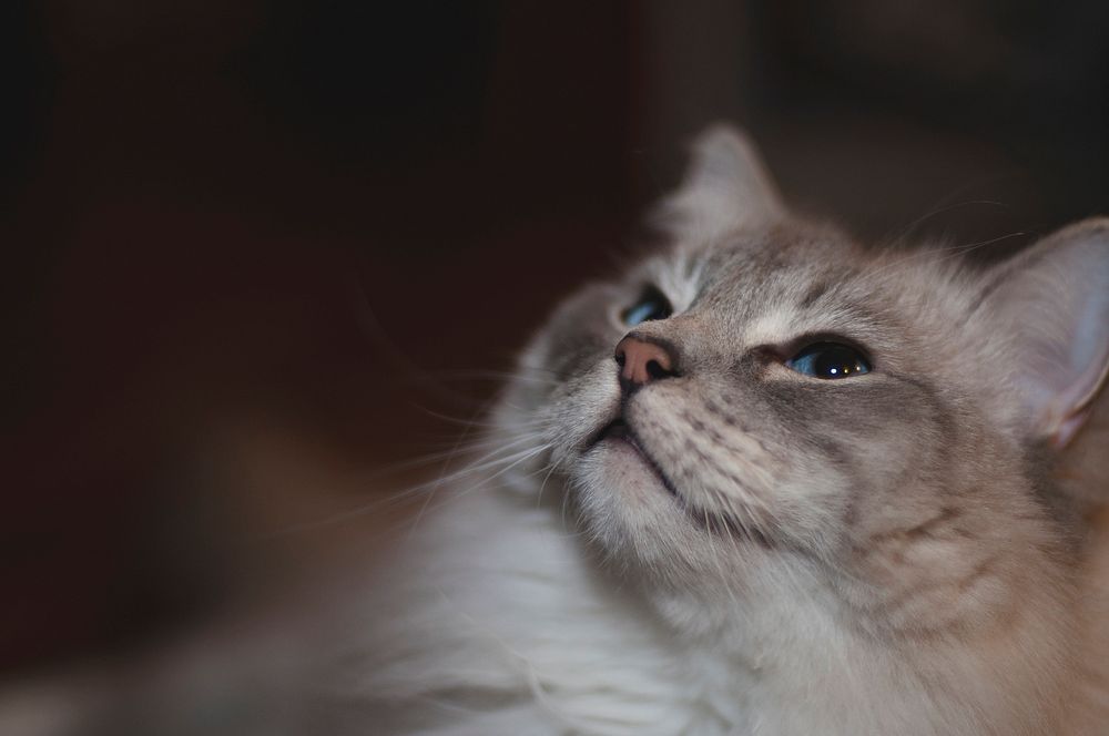 Closeup of a cat looking up